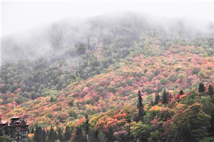 fall foliage